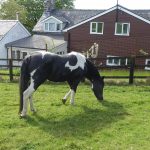 Lake Vyrnwy Animals and Crafts, Accommodation and Nearby Places 18